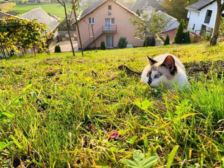 ホテルCasa Anca シゲトゥ・マルマツィエイ エクステリア 写真